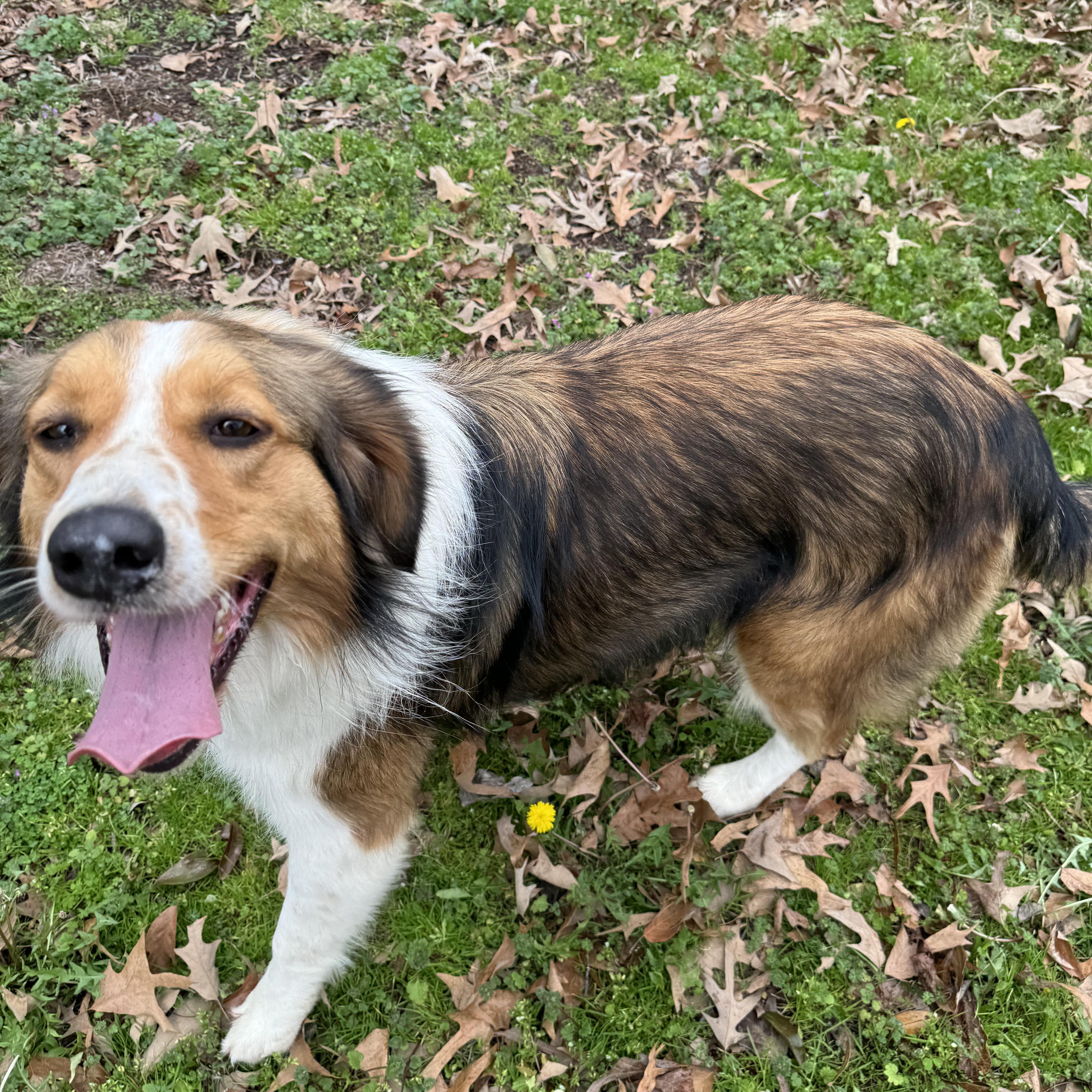 Enlarge Daisy, a Adoptable mixed breed in Longview, TX image 5/5