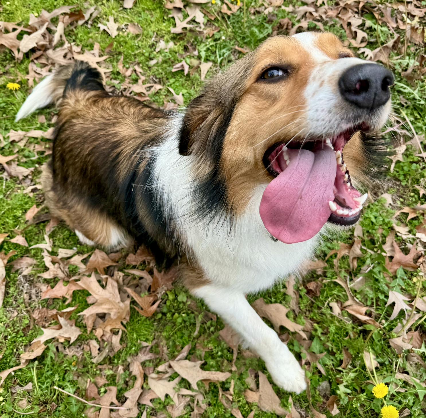 Enlarge Daisy, a Adoptable mixed breed in Longview, TX image 3/5