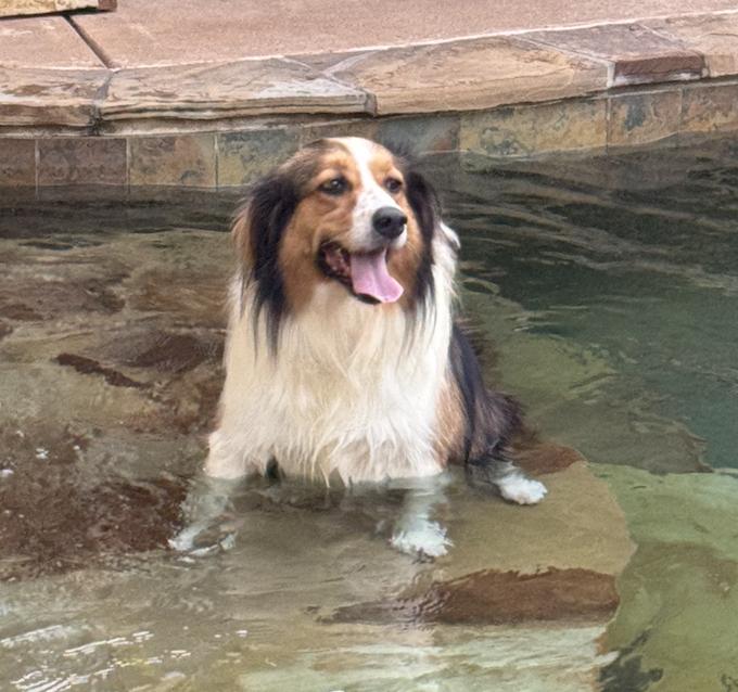 Enlarge Daisy, a Adoptable mixed breed in Longview, TX image 2/5