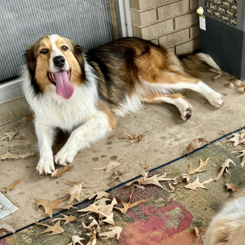 Enlarge Daisy, a Adoptable mixed breed in Longview, TX image 4/5