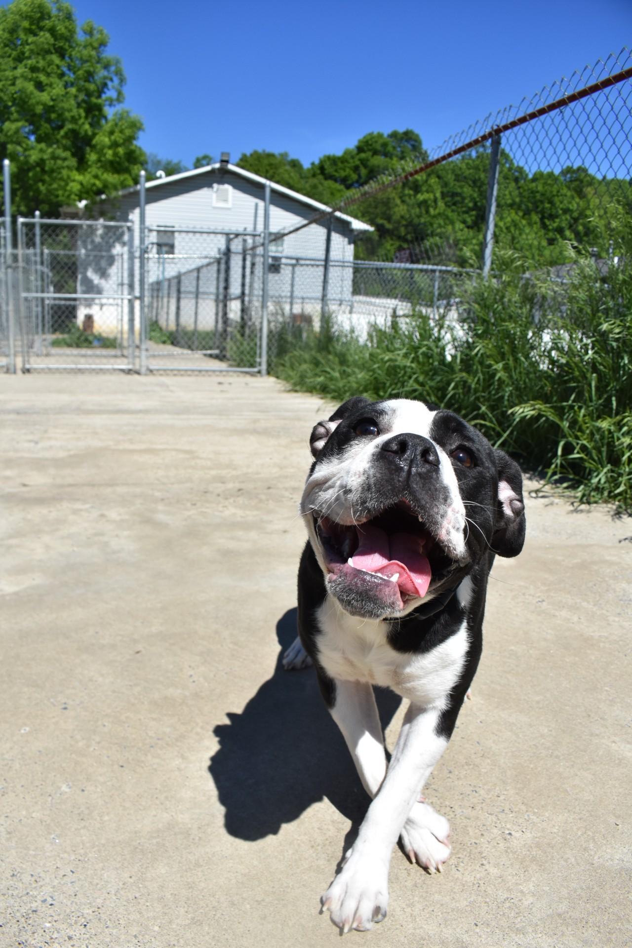 Enlarge Panda, a ADOPTABLE mixed breed in Altoona, PA image 1/1