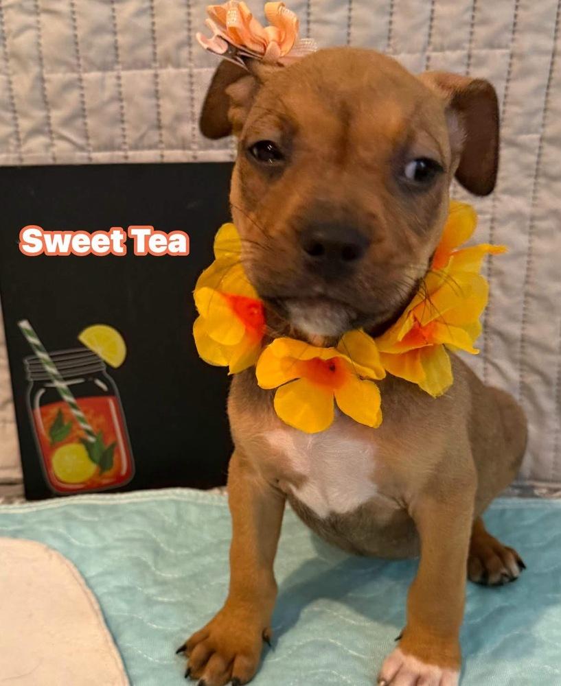 Sweet Tea, Adoptable, Puppy Female Pit Bull Terrier.