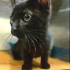 Pam, Adoptable, Kitten Female Domestic Short Hair.