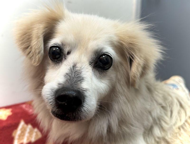 Bisquit, ADOPTABLE, Senior Male Chihuahua.