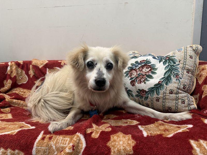 Bisquit, a ADOPTABLE mixed breed in Berkeley, CA image 4/6