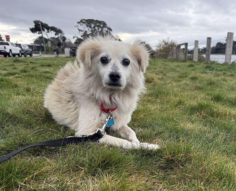 Bisquit, a ADOPTABLE mixed breed in Berkeley, CA image 2/6