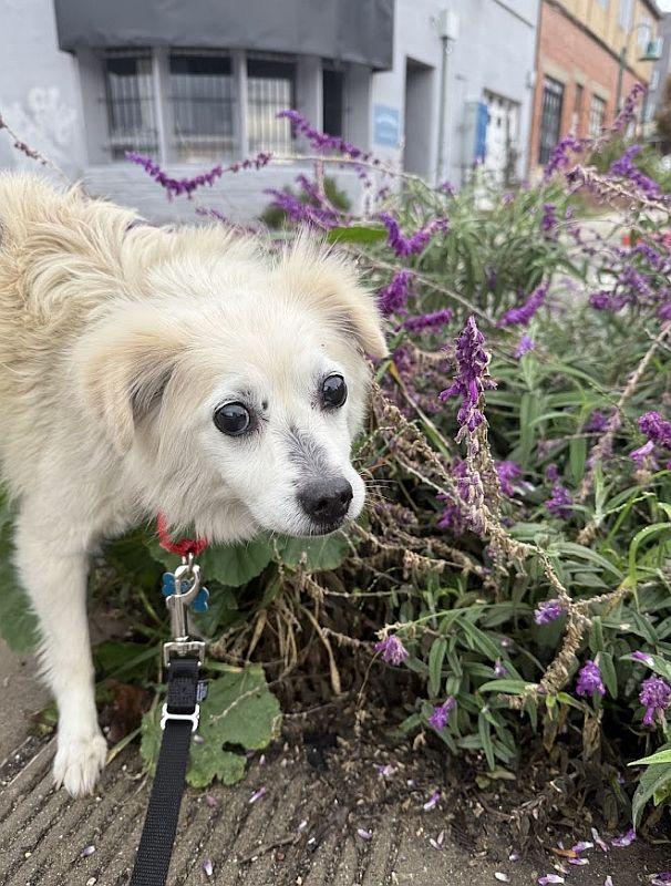 Bisquit, a ADOPTABLE mixed breed in Berkeley, CA image 6/6