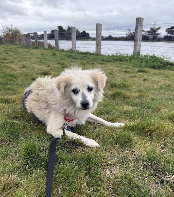 Bisquit, a ADOPTABLE mixed breed in Berkeley, CA image 5/6