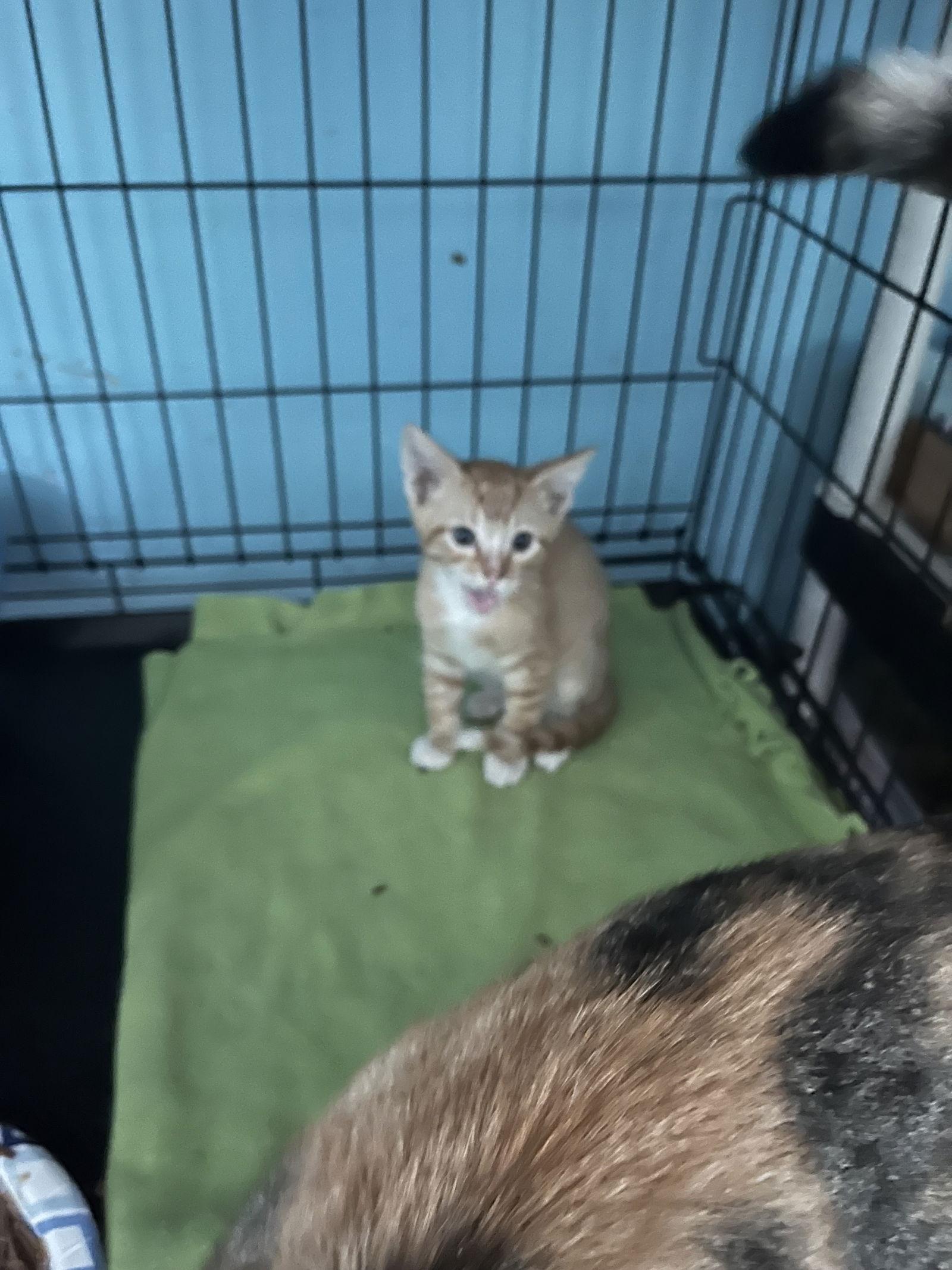 Enlarge Poppy, a Adopted Domestic Short Hair in Broomall, PA image 1/3