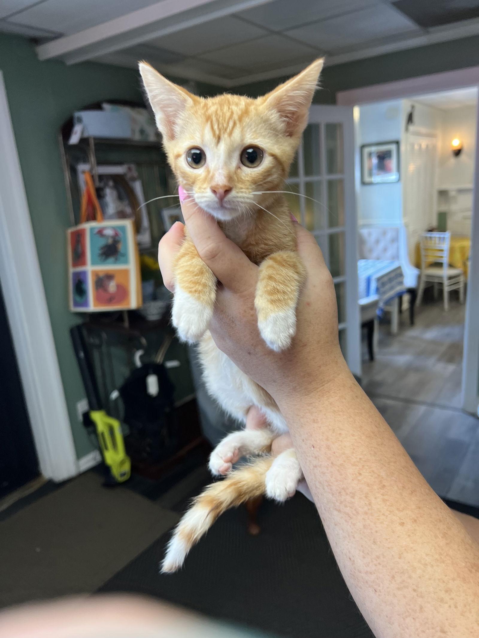 Enlarge Poppy, a Adopted Domestic Short Hair in Broomall, PA image 2/3