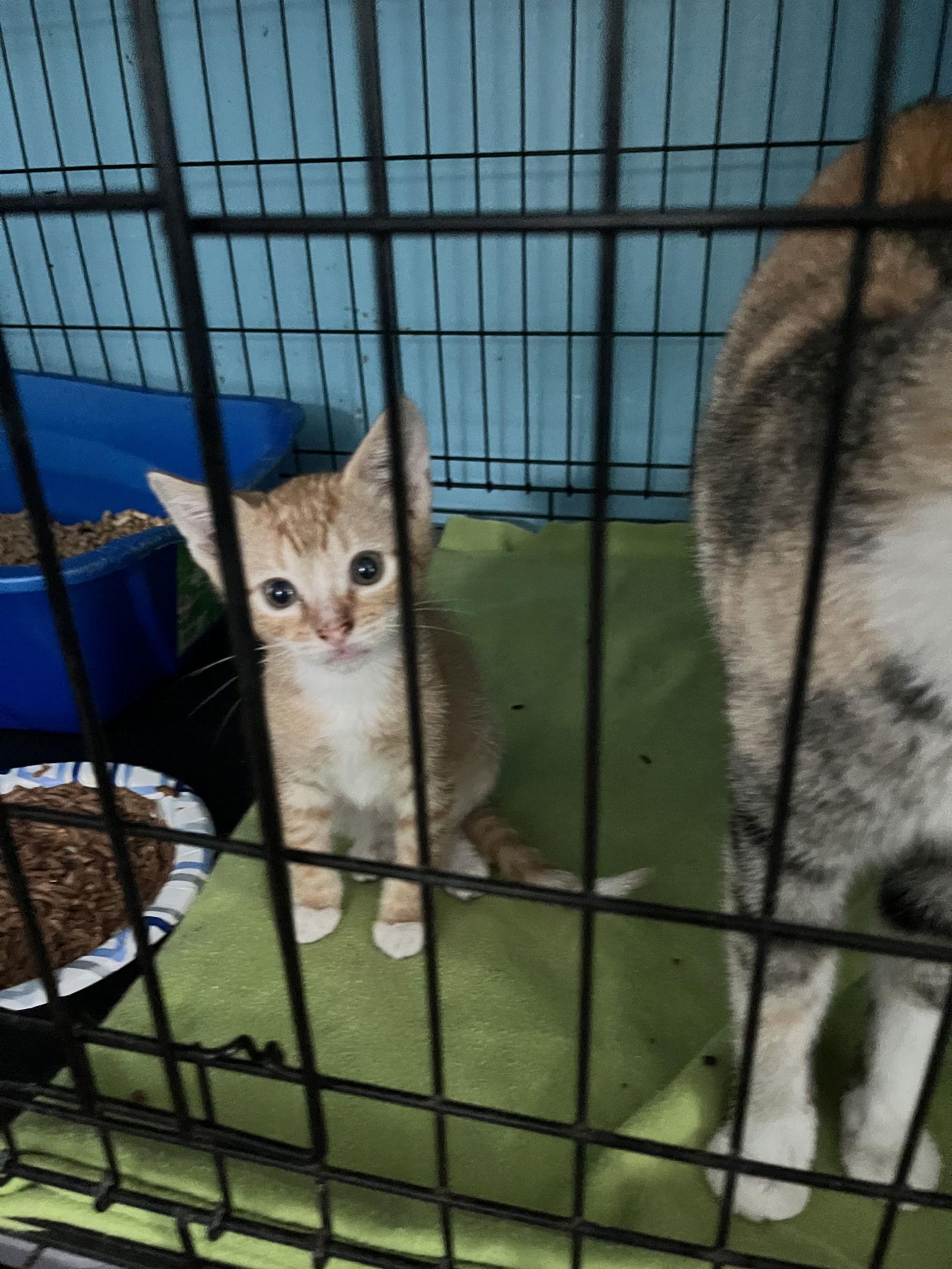 Enlarge Poppy, a Adopted Domestic Short Hair in Broomall, PA image 3/3