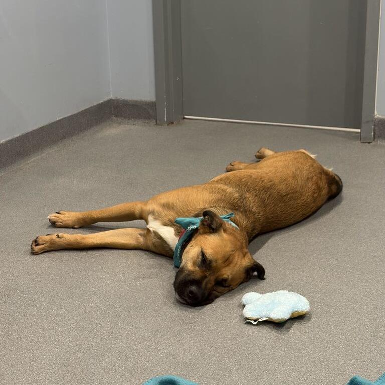 Enlarge Bruno, a Adoptable Mixed Breed in Canal Winchester, OH image 1/6