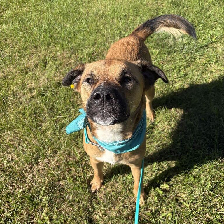 Enlarge Bruno, a Adoptable Mixed Breed in Canal Winchester, OH image 2/6