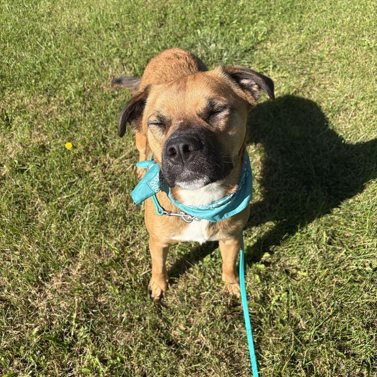 Enlarge Bruno, a Adoptable Mixed Breed in Canal Winchester, OH image 3/6