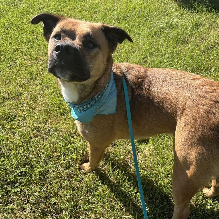 Enlarge Bruno, a Adoptable Mixed Breed in Canal Winchester, OH image 4/6