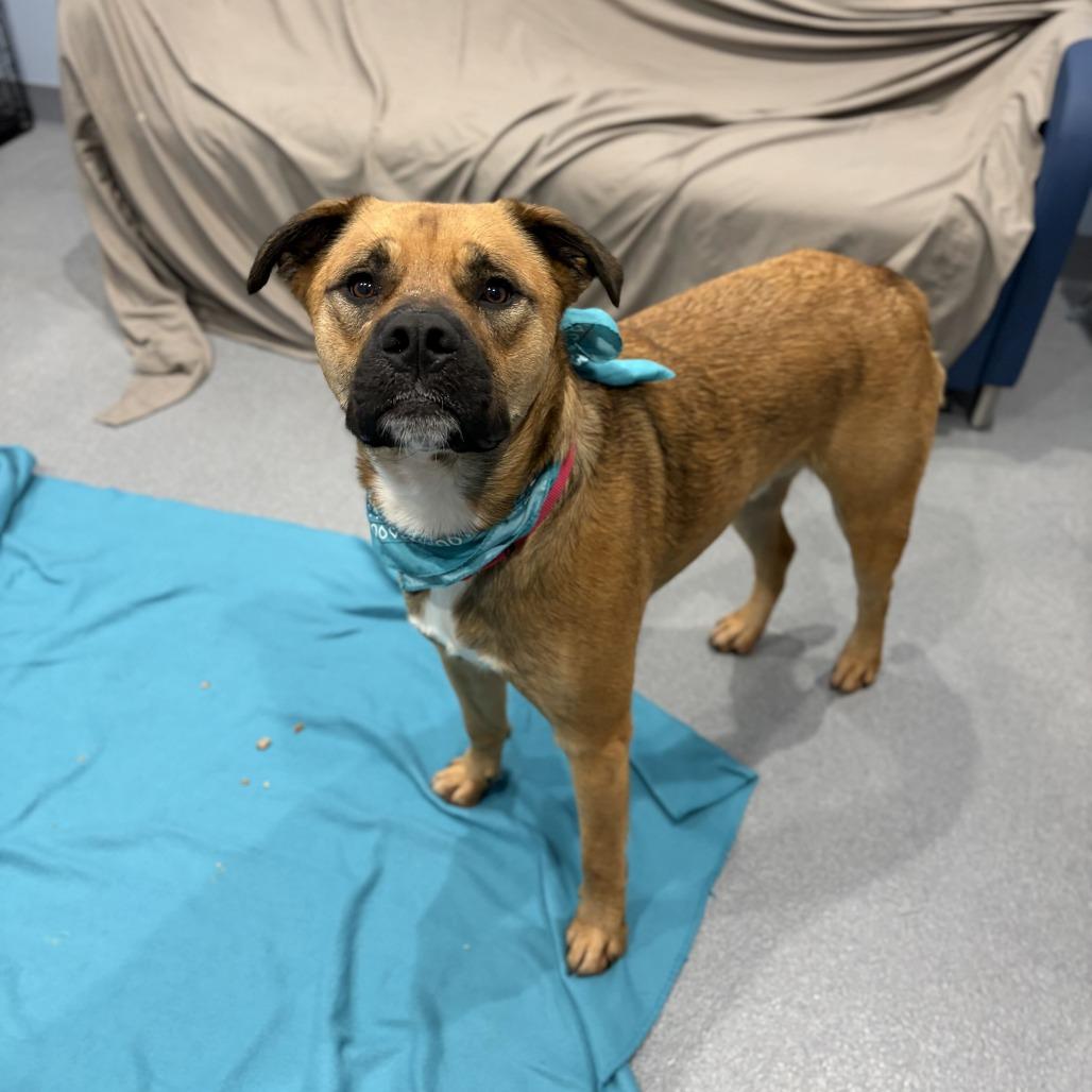 Enlarge Bruno, a Adoptable Mixed Breed in Canal Winchester, OH image 5/6
