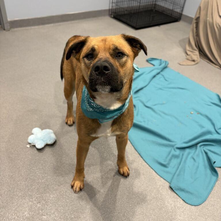 Enlarge Bruno, a Adoptable Mixed Breed in Canal Winchester, OH image 6/6