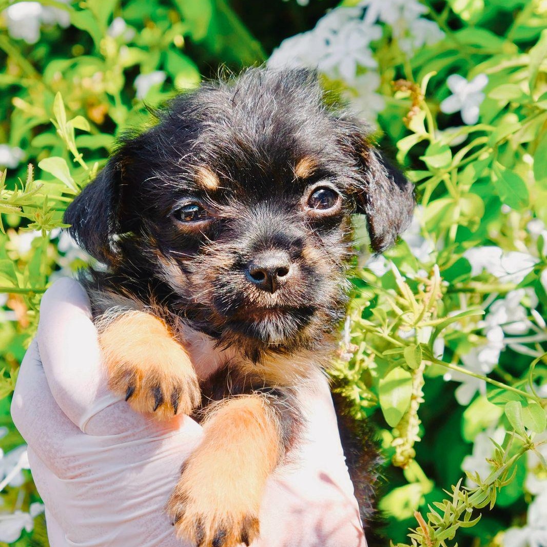 Enlarge Mochi, a Adopted mixed breed in Poway, CA image 1/1