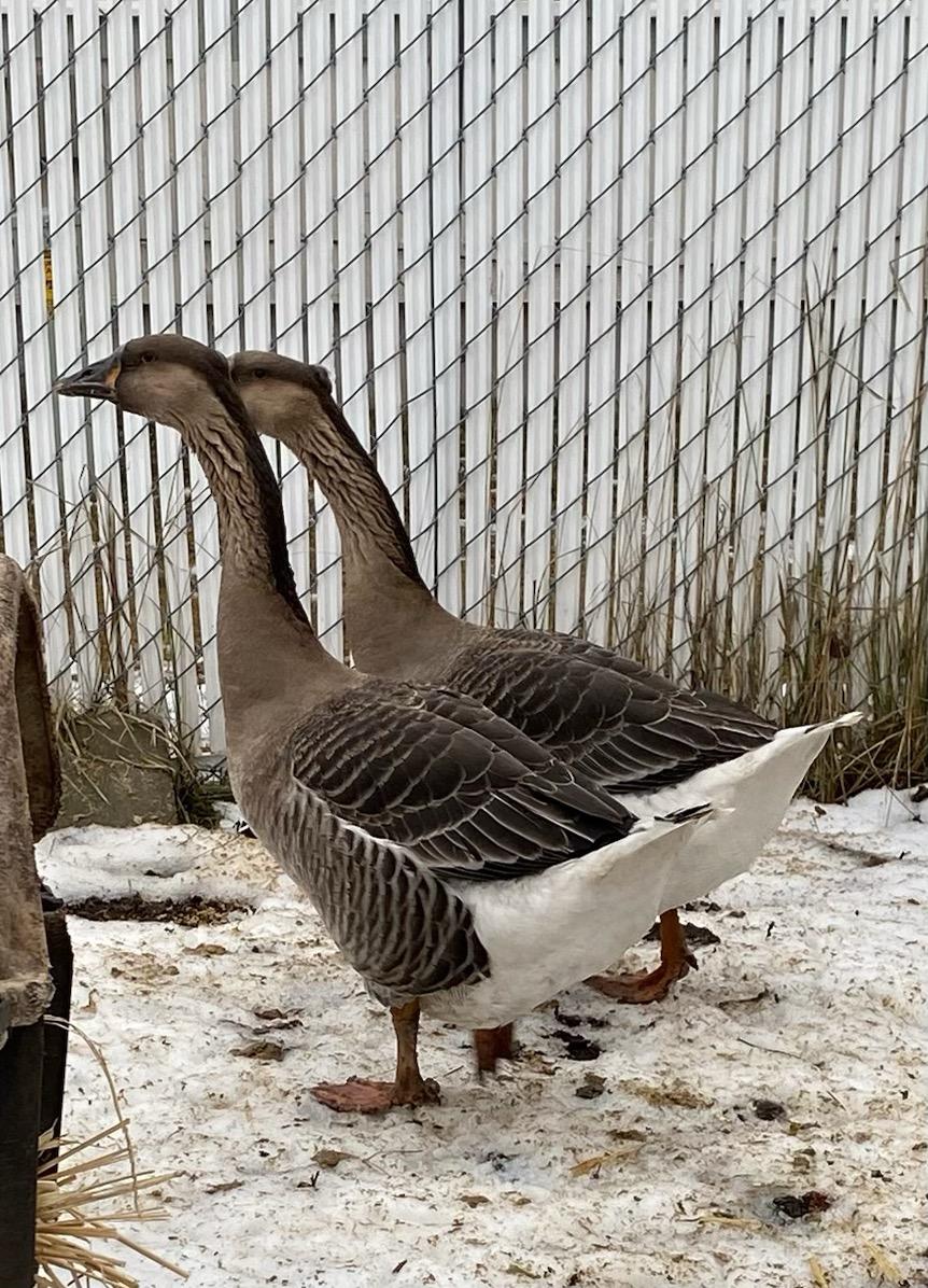 Geese Pair, ADOPTABLE, Adult Unknown Goose.