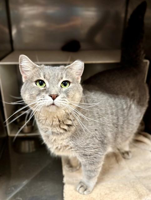 Enlarge CASEY, a Adoptable Domestic Short Hair in York, SC image 1/1