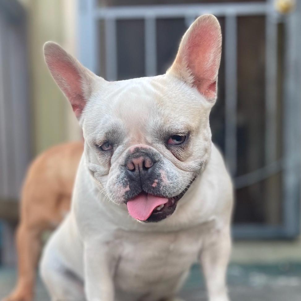 Enlarge Iris, a Adoptable French Bulldog in San Mateo, CA image 1/5