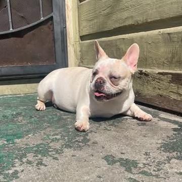 Enlarge Iris, a Adoptable French Bulldog in San Mateo, CA image 2/5