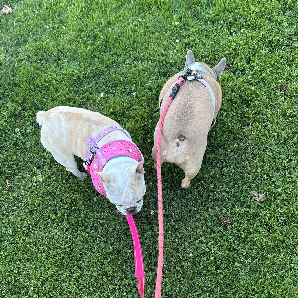 Enlarge Iris, a Adoptable French Bulldog in San Mateo, CA image 3/5