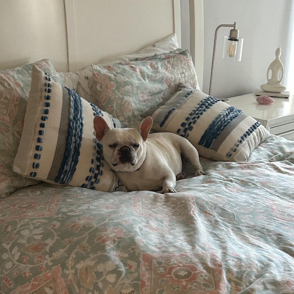 Enlarge Iris, a Adoptable French Bulldog in San Mateo, CA image 4/5