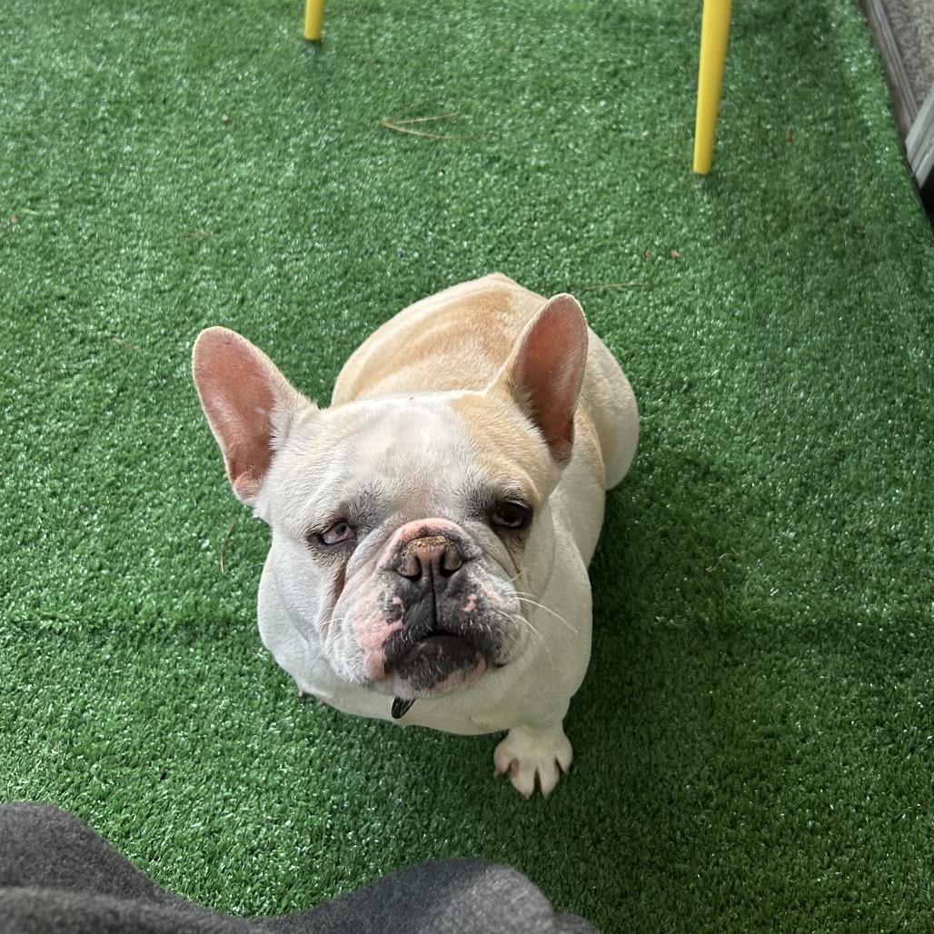 Enlarge Iris, a Adoptable French Bulldog in San Mateo, CA image 5/5