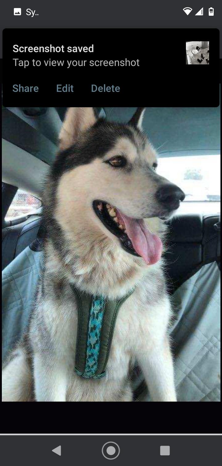 Max Napolean, Adopted, Adult Male Siberian Husky.