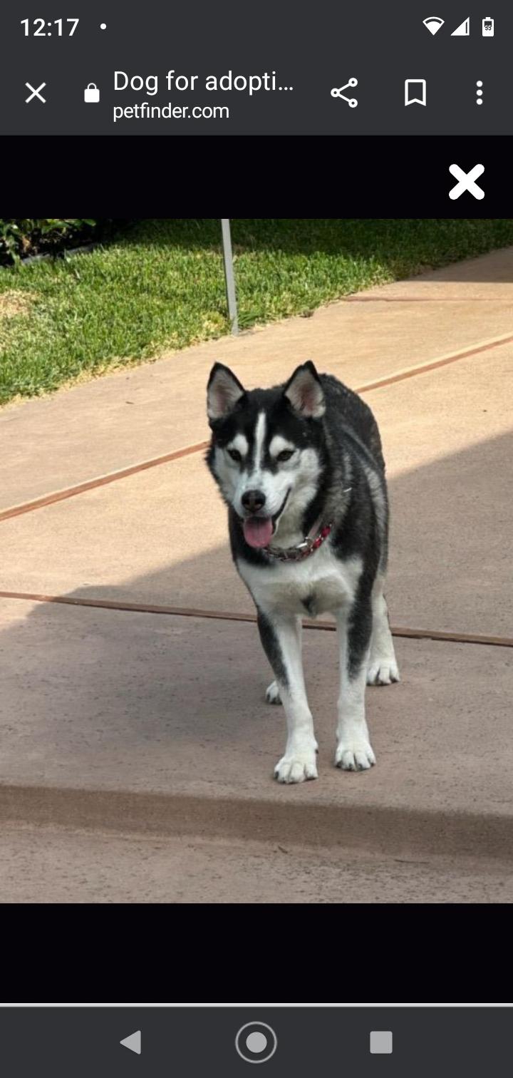 Enlarge Max Napolean, a Adopted Siberian Husky in Seattle, WA image 2/6