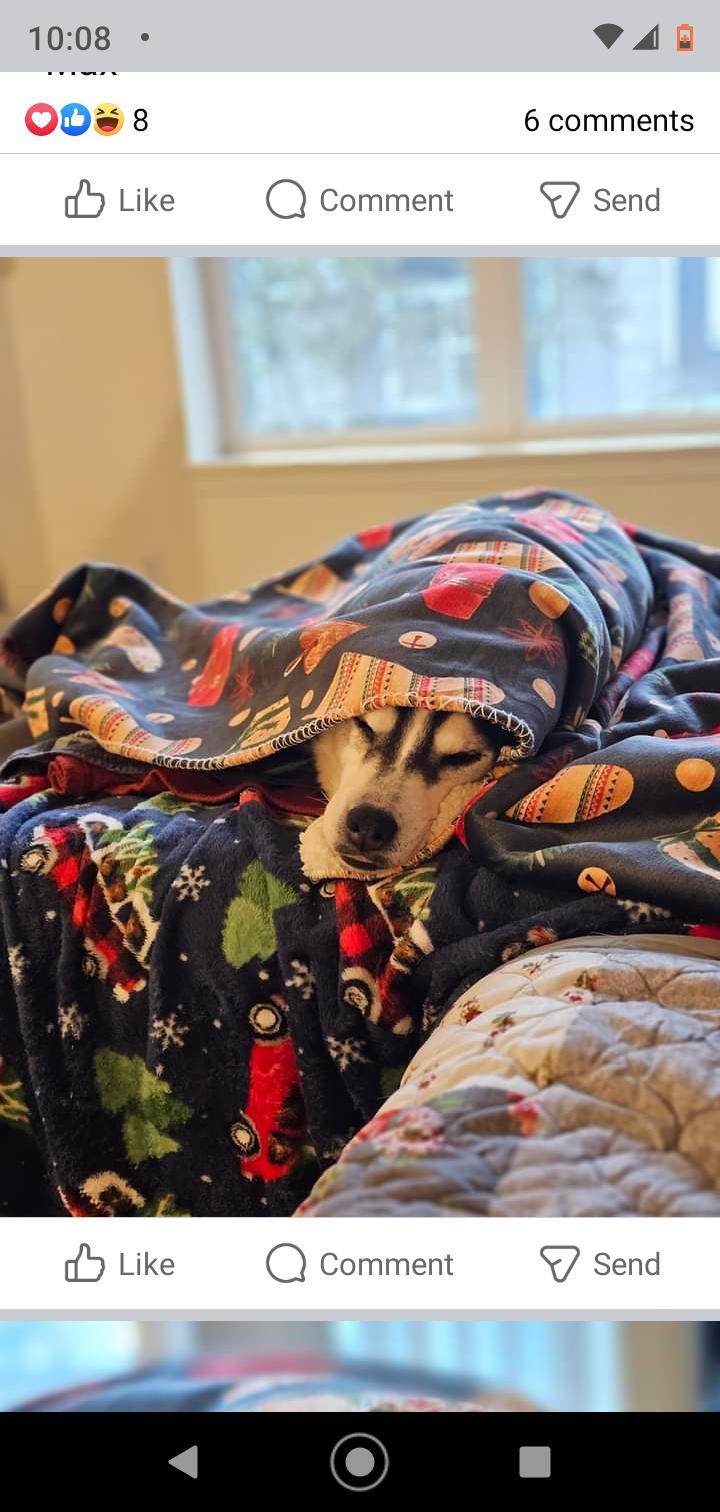 Enlarge Max Napolean, a Adopted Siberian Husky in Seattle, WA image 3/6
