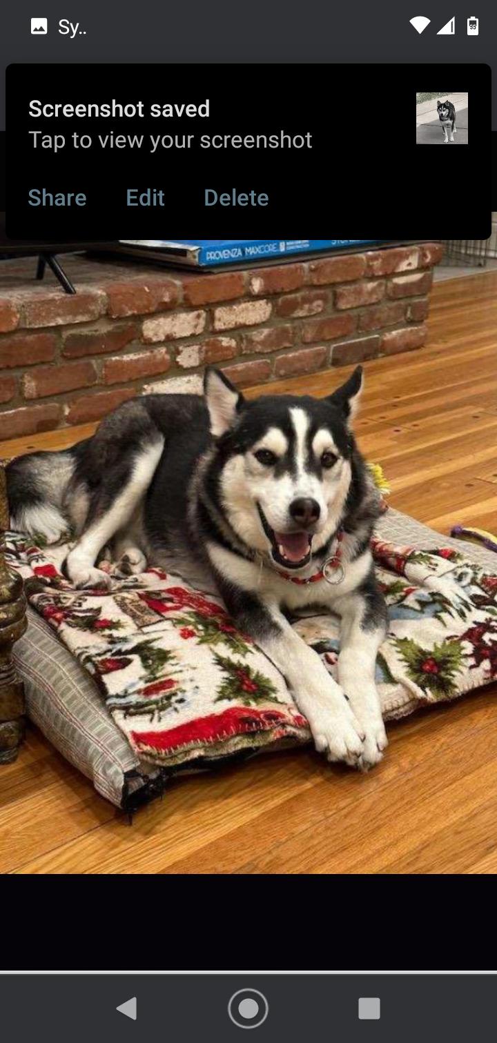 Enlarge Max Napolean, a Adopted Siberian Husky in Seattle, WA image 5/6