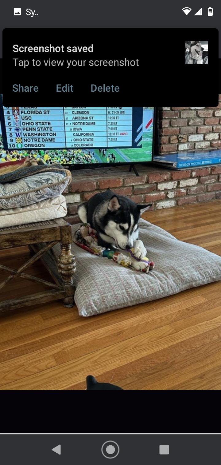 Enlarge Max Napolean, a Adopted Siberian Husky in Seattle, WA image 6/6