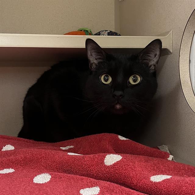 Enlarge MABEL, a Adoptable Domestic Short Hair in Denver, CO image 1/1