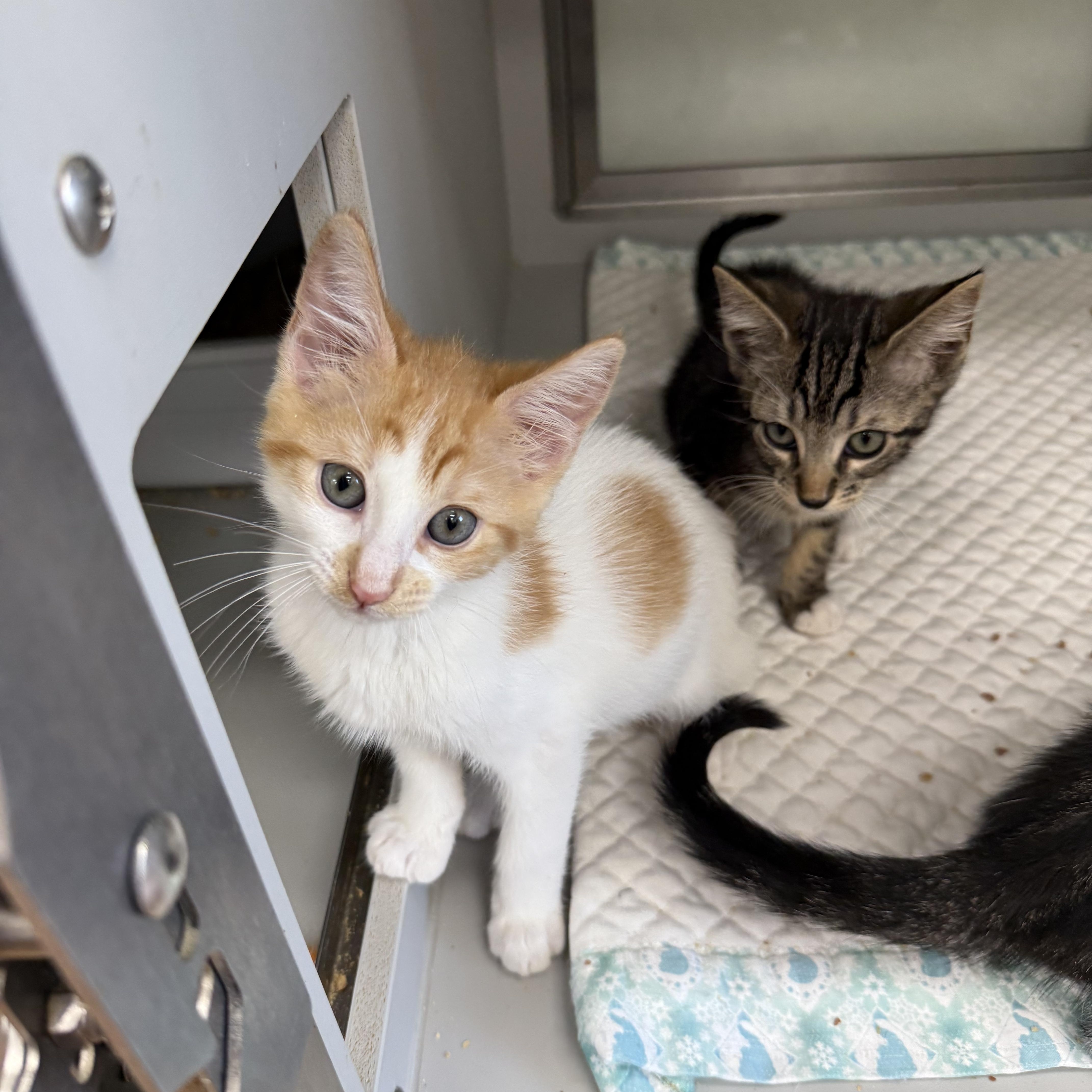 Enlarge Pastelito, Flan, & Tres Leches, a ADOPTABLE Domestic Short Hair in Miami Beach, FL image 2/4