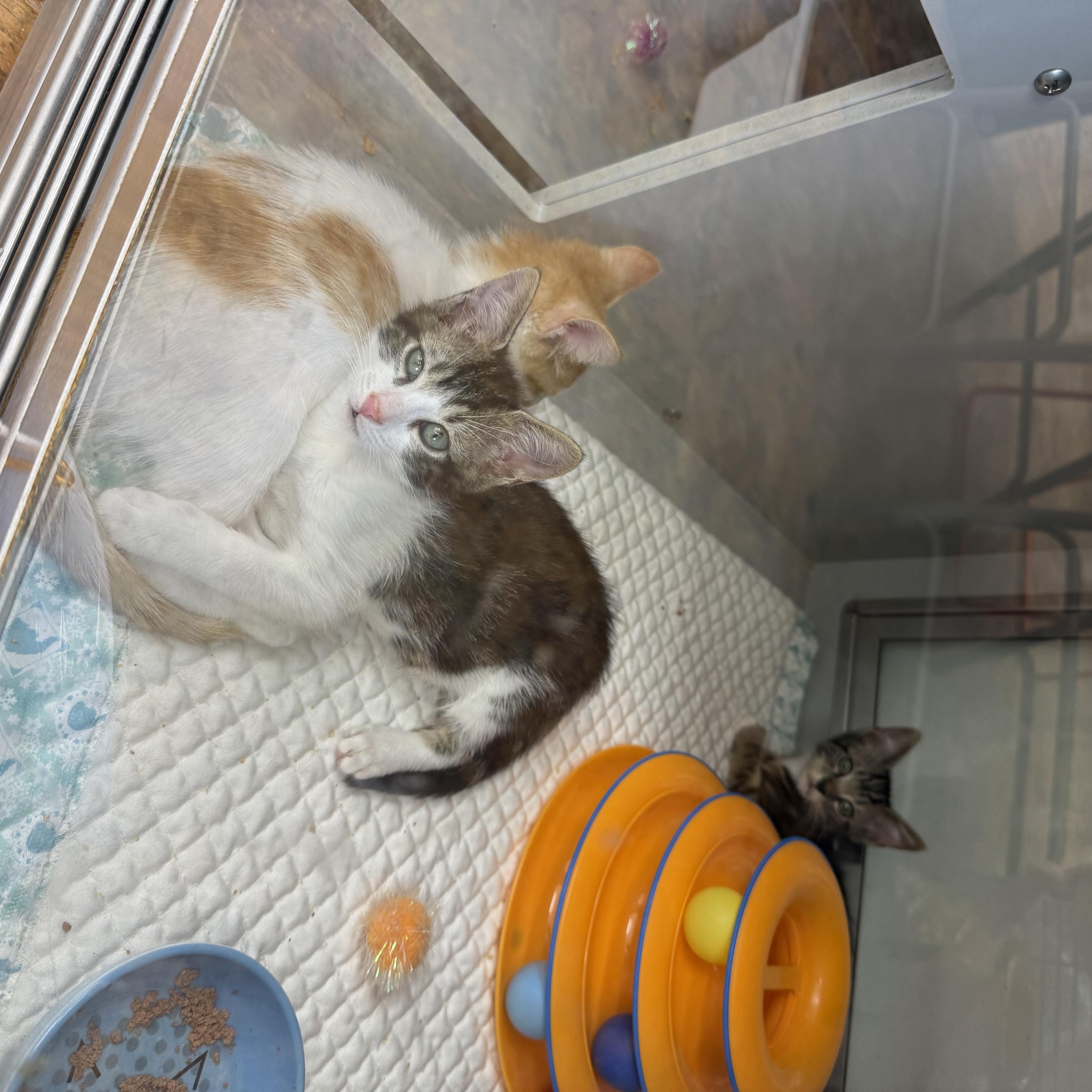 Enlarge Pastelito, Flan, & Tres Leches, a ADOPTABLE Domestic Short Hair in Miami Beach, FL image 4/4