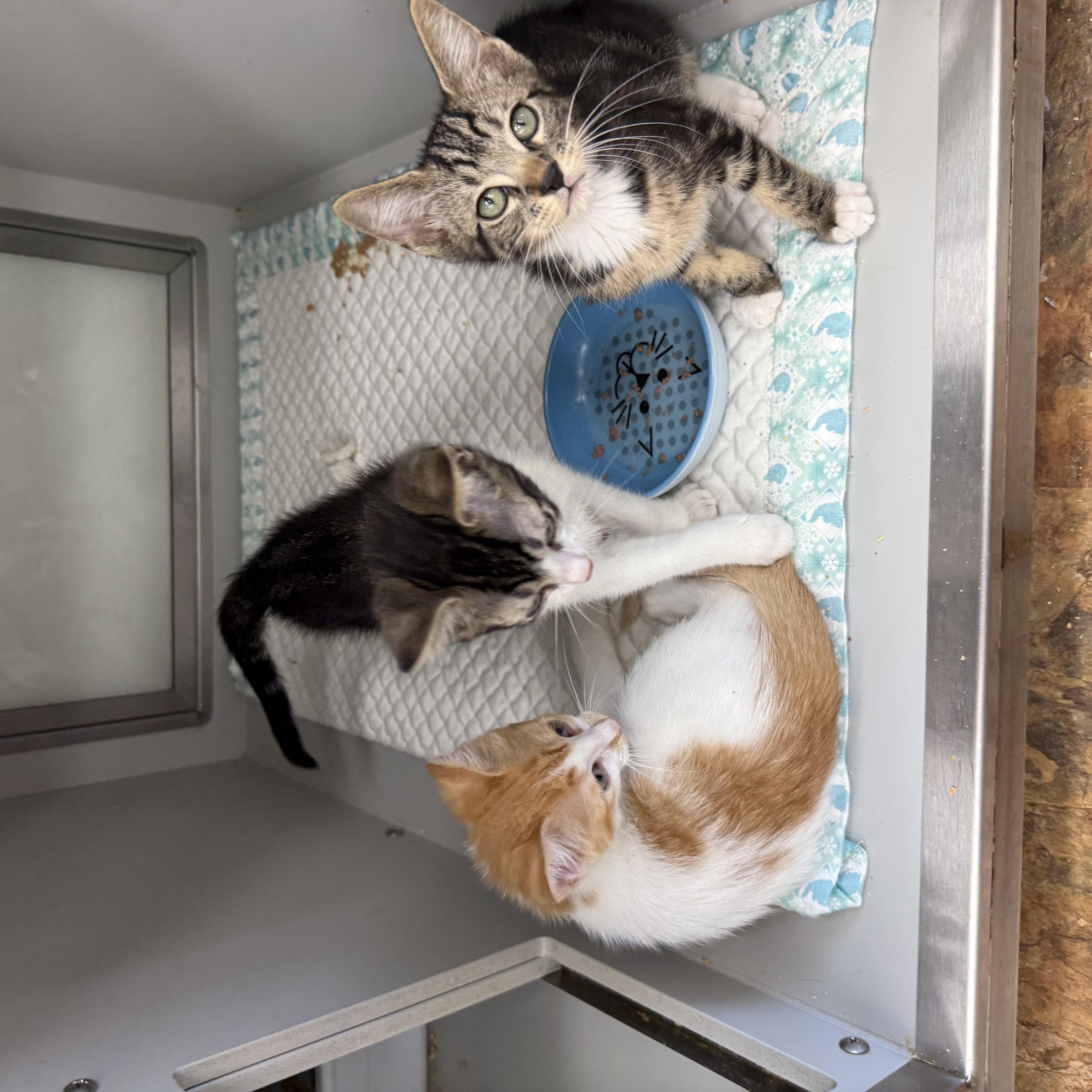 Enlarge Pastelito, Flan, & Tres Leches, a ADOPTABLE Domestic Short Hair in Miami Beach, FL image 3/4