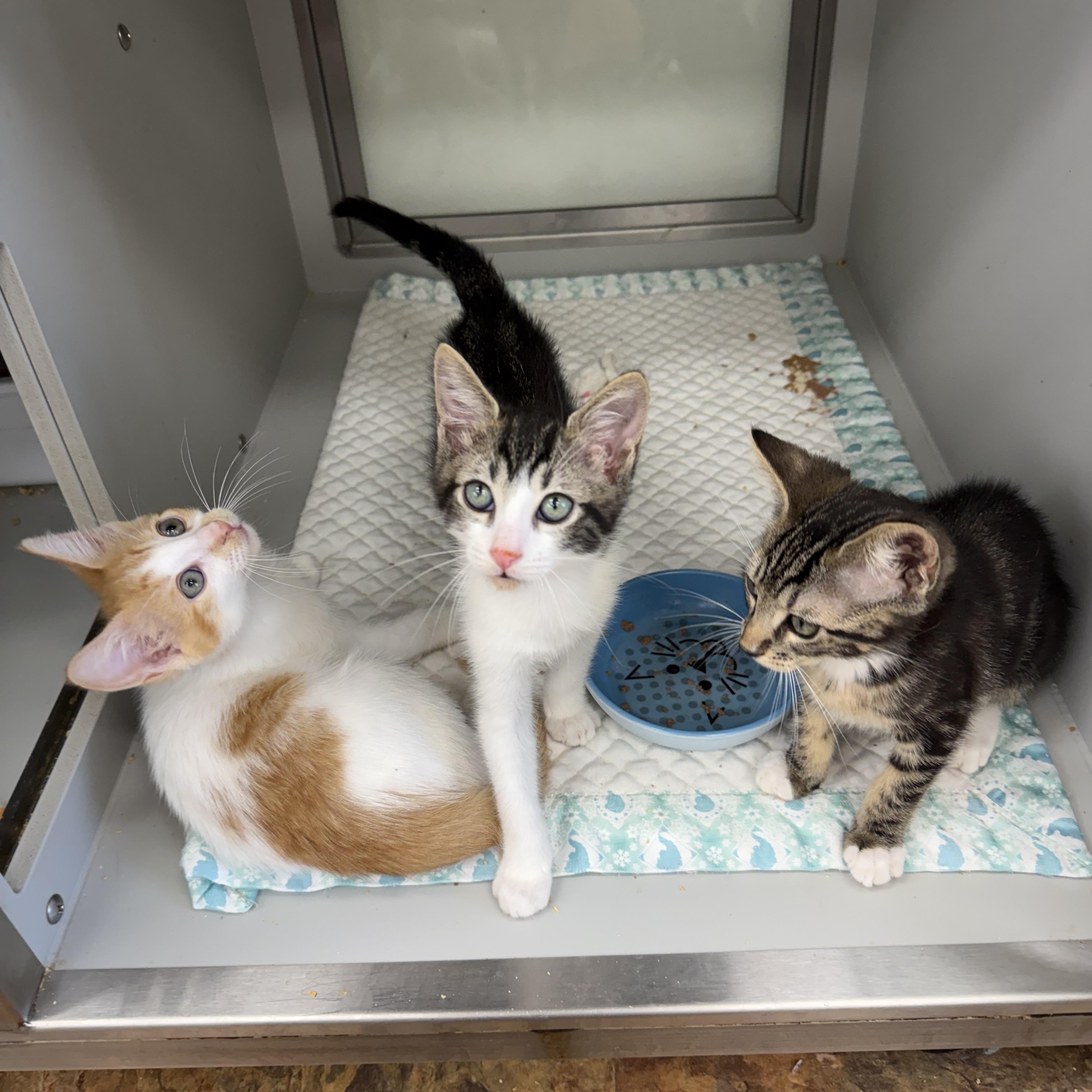 Enlarge Pastelito, Flan, & Tres Leches, a ADOPTABLE Domestic Short Hair in Miami Beach, FL image 1/4