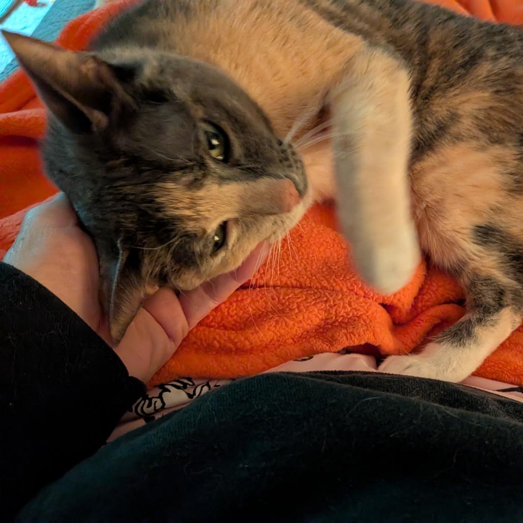 Bunny, Adoptable, Senior Female Domestic Short Hair.