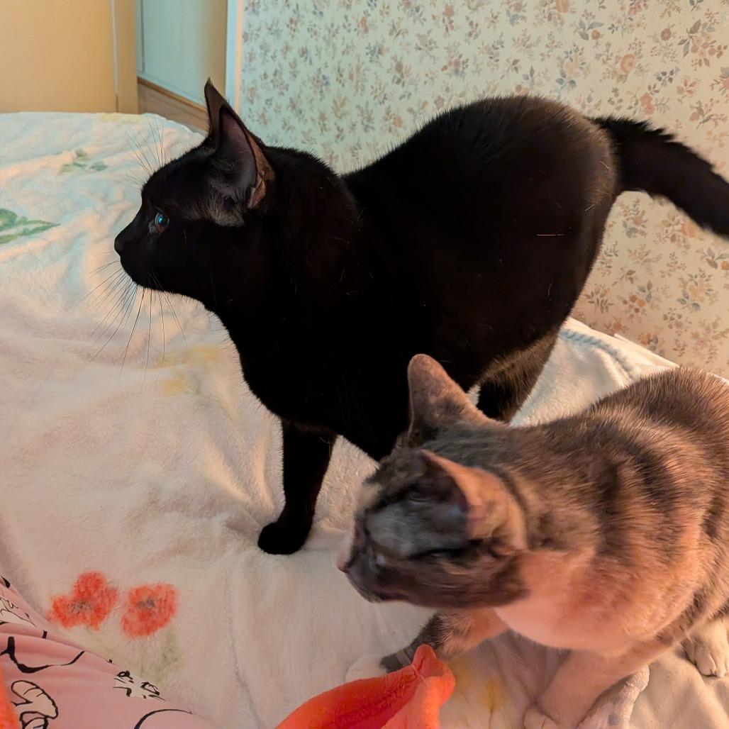 Bunny — thumbnail 4