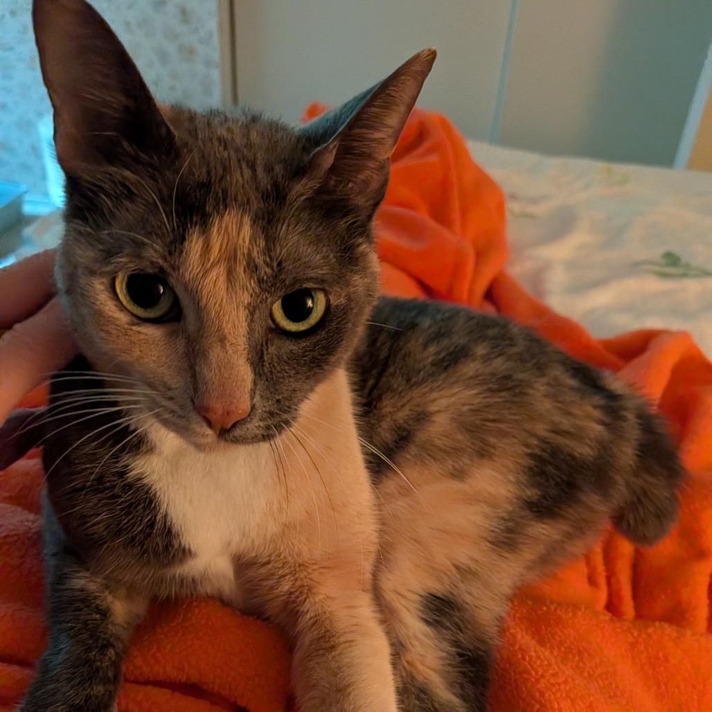 Enlarge Bunny, a Adoptable Domestic Short Hair in Santa Barbara, CA image 5/5