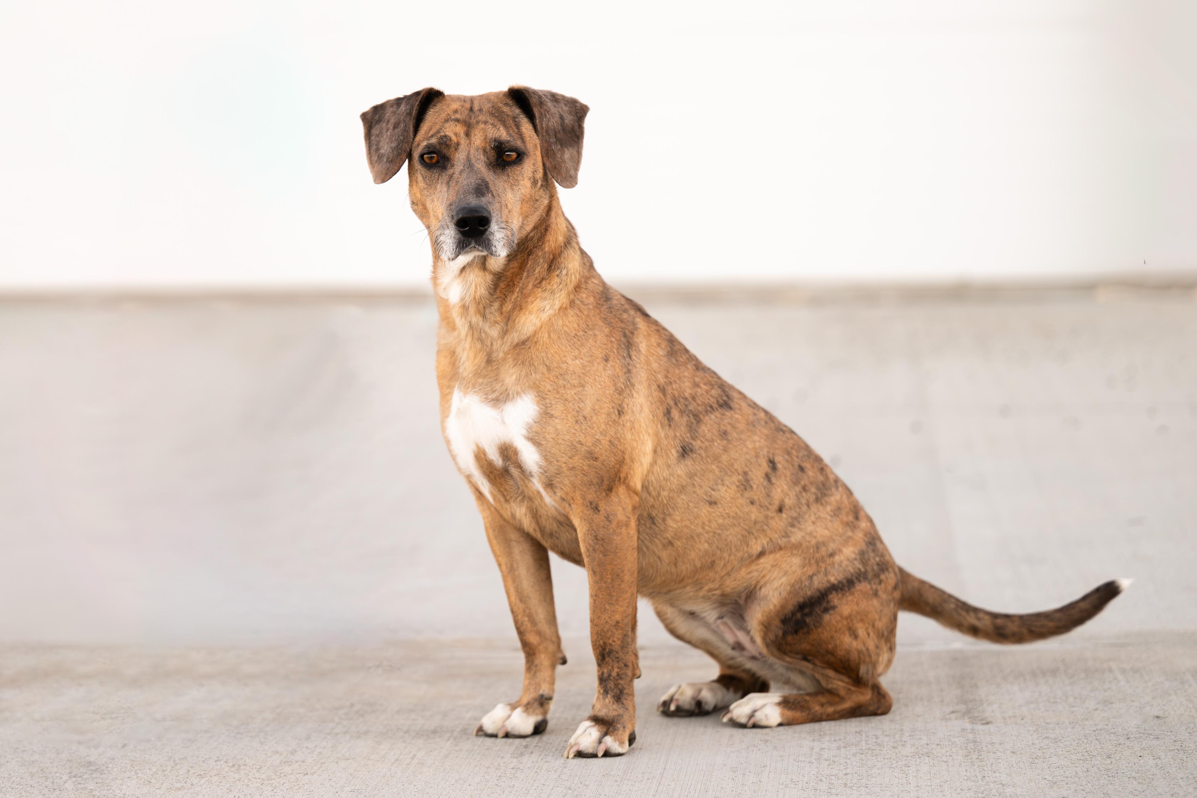 Enlarge Aki: RIDGE DOG GRADUATE (LOCAL PRISON TRAINING FACILITY), a ADOPTABLE mixed breed in Othello, WA image 3/4
