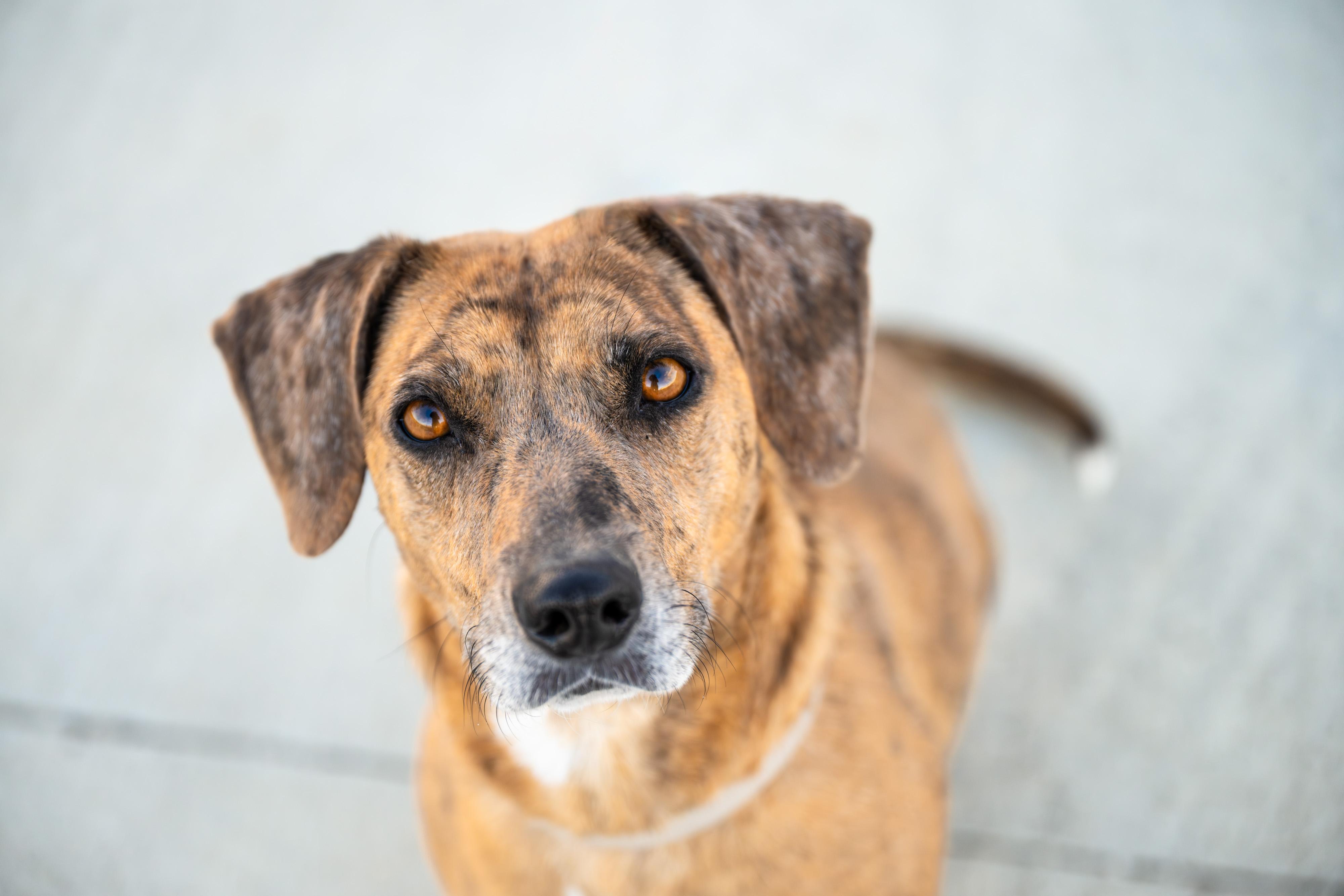 Enlarge Aki: RIDGE DOG GRADUATE (LOCAL PRISON TRAINING FACILITY), a ADOPTABLE mixed breed in Othello, WA image 2/4