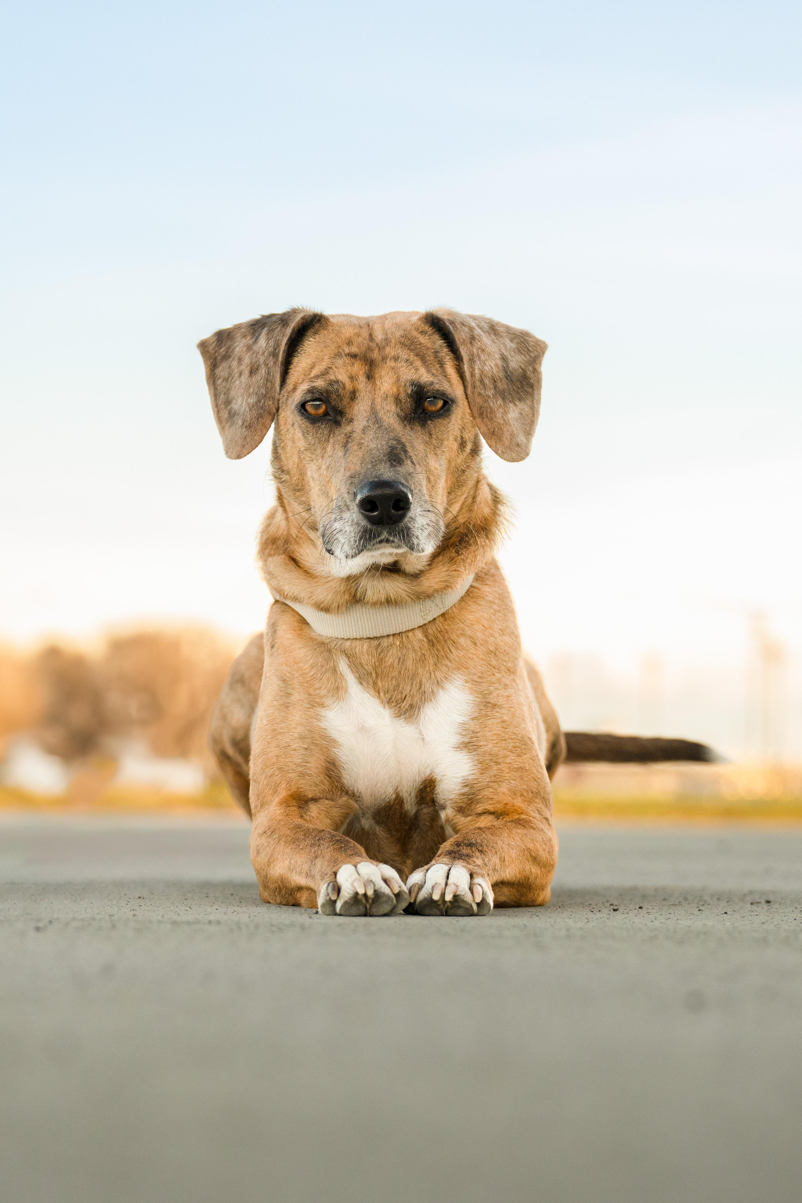 Enlarge Aki: RIDGE DOG GRADUATE (LOCAL PRISON TRAINING FACILITY), a ADOPTABLE mixed breed in Othello, WA image 1/4