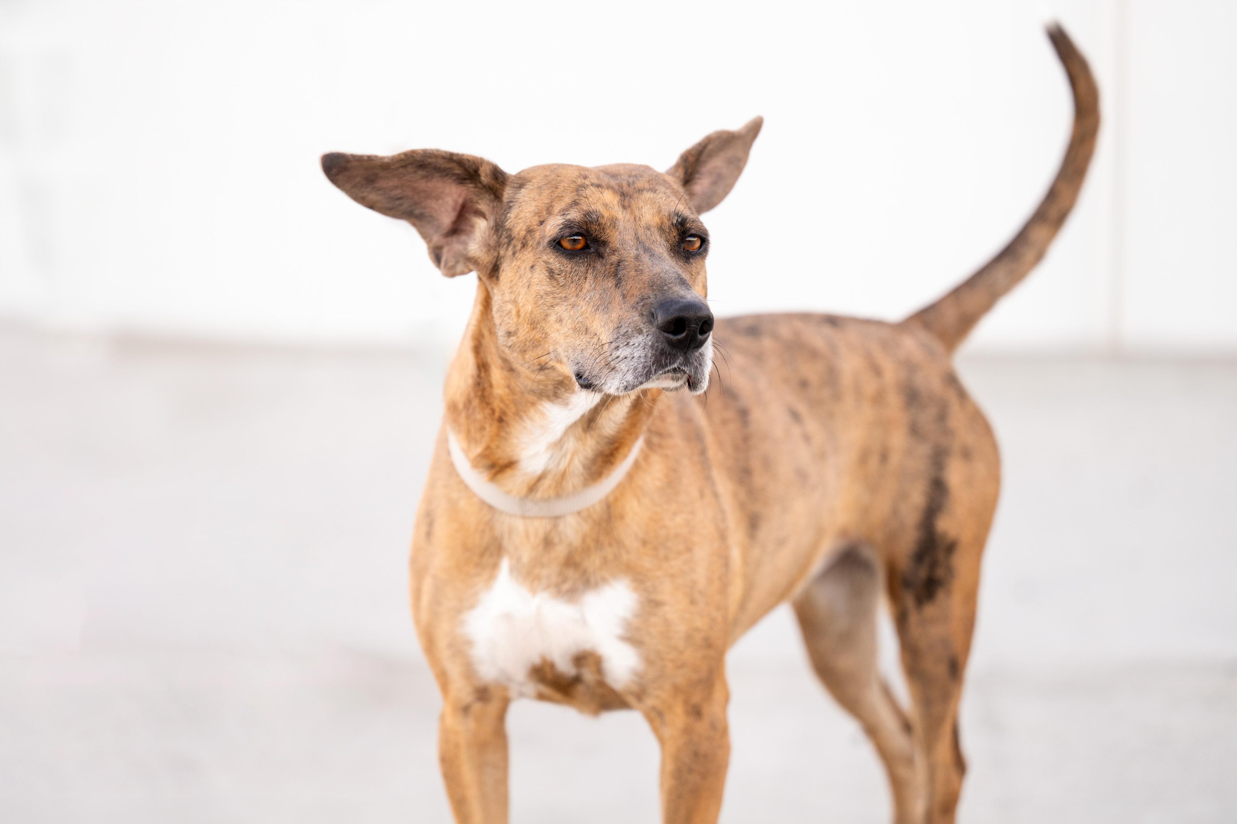 Enlarge Aki: RIDGE DOG GRADUATE (LOCAL PRISON TRAINING FACILITY), a ADOPTABLE mixed breed in Othello, WA image 4/4