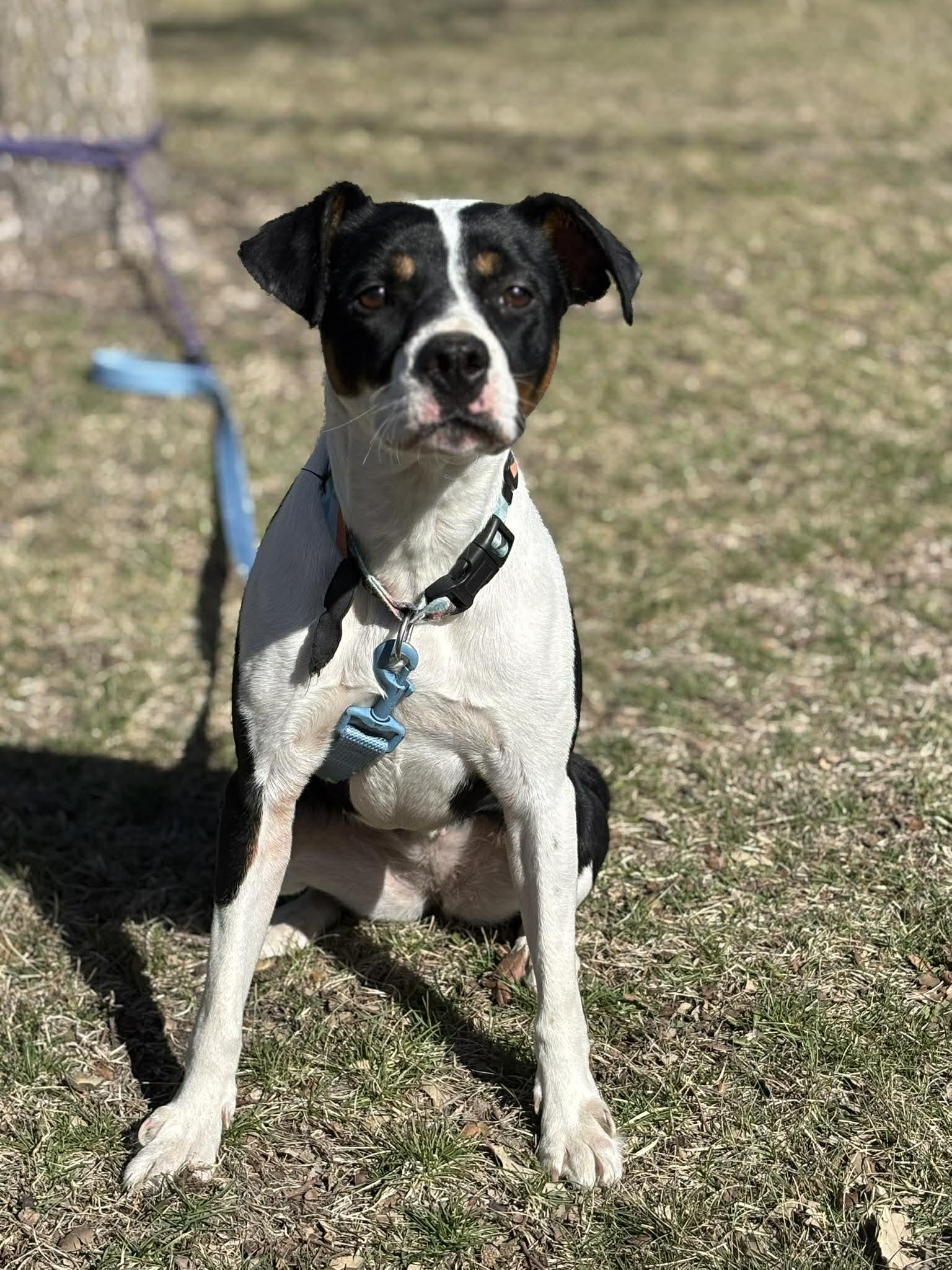 Enlarge Dakota, an adopted mixed breed in Maryville, MO image 1/3