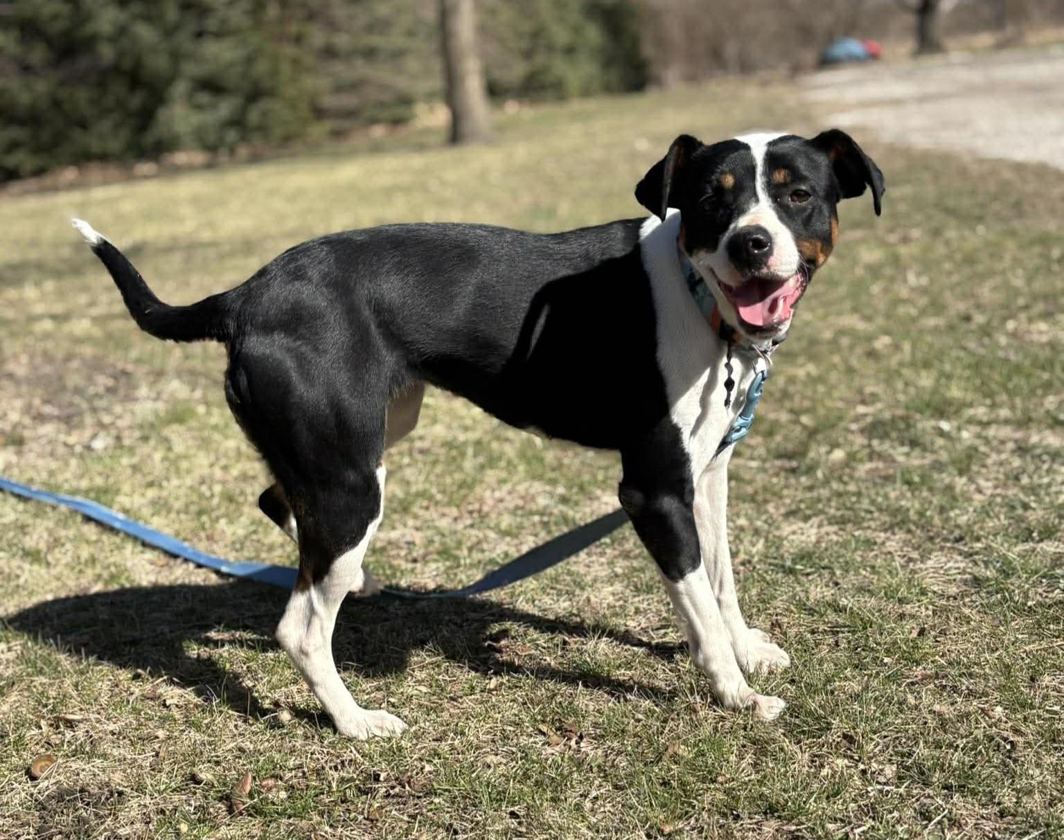 Enlarge Dakota, an adopted mixed breed in Maryville, MO image 2/3