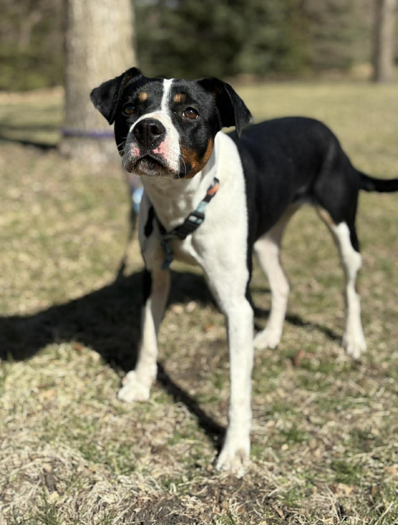 Enlarge Dakota, an adopted mixed breed in Maryville, MO image 3/3