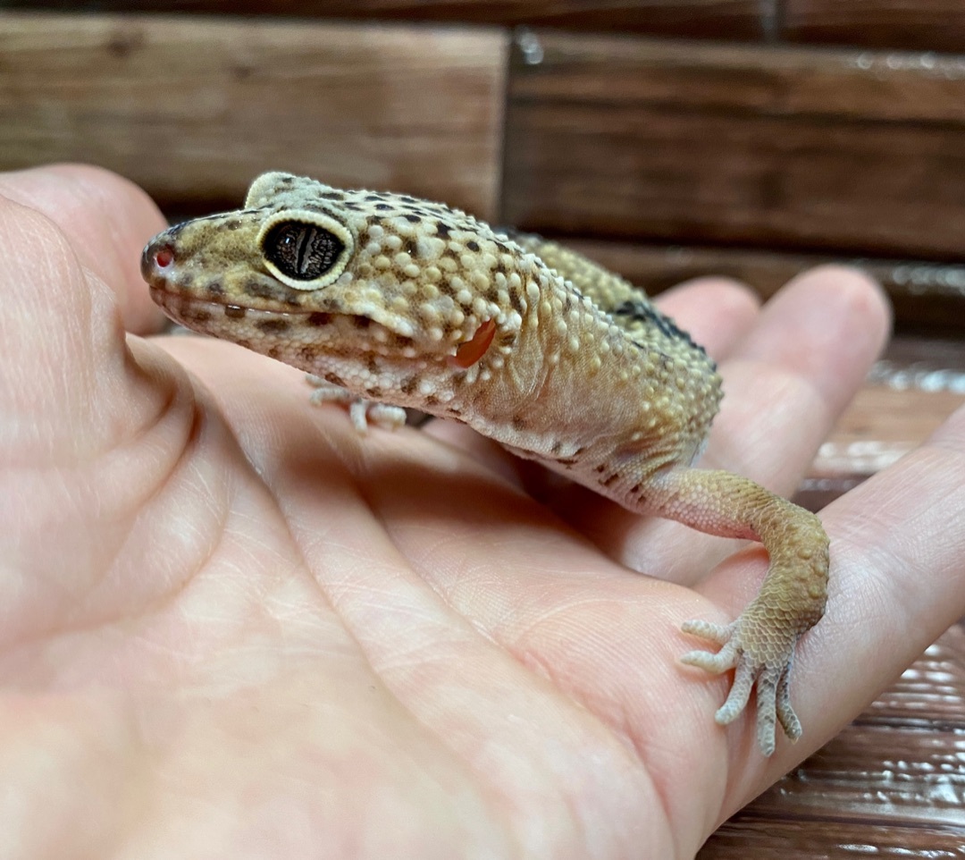 Petrie 